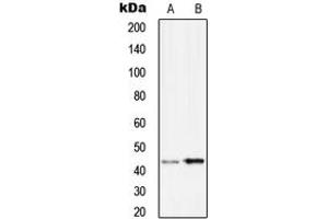 Western blot analysis of Serpin B9 expression in Ramos (A), HuvEc (B) whole cell lysates.