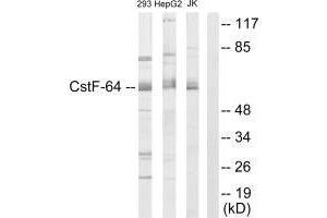 Western blot analysis of extracts from 293 cells. (CSTF2 antibody  (N-Term))