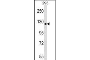 TBC1D1 Antibody (Center) (ABIN1538537 and ABIN2848892) western blot analysis in 293 cell line lysates (35 μg/lane). (TBC1D1 antibody  (AA 617-645))