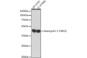 Western blot analysis of extracts of various cell lines, using Neuregulin-3 (Neuregulin-3 (NRG3)) antibody (ABIN7268859) at 1:1000 dilution. (Neuregulin 3 antibody)