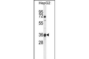 Western blot analysis of MOSC1 Antibody (Center) (ABIN653710 and ABIN2843025) in HepG2 cell line lysates (35 μg/lane). (MOSC1 antibody  (AA 175-204))