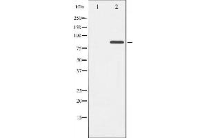 Western blot analysis of Cortactin phosphorylation expression in H2O2 treated HeLa whole cell lysates,The lane on the left is treated with the antigen-specific peptide. (Cortactin antibody  (pTyr421))