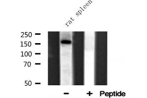 Western blot analysis of FYCO1 expression in Rat spleen lysate (FYCO1 antibody  (Internal Region))