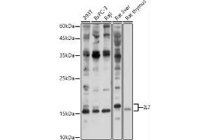 Western blot analysis of extracts of various cell lines, using IL7 antibody (ABIN3022322, ABIN3022323, ABIN3022324, ABIN1513090 and ABIN6218736) at 1:1000 dilution. (IL-7 antibody  (AA 26-177))