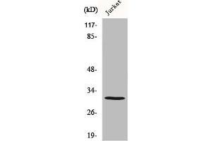 Western Blot analysis of MCF7 cells using Carbonyl Reductase 3 Polyclonal Antibody