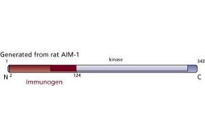 Image no. 1 for anti-Aurora Kinase B (AURKB) (AA 2-124) antibody (ABIN968358) (Aurora Kinase B antibody  (AA 2-124))