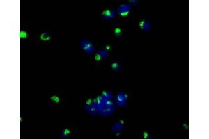 Immunofluorescence (IF) image for anti-CD63 (CD63) (AA 103-203) antibody (ABIN7147174)