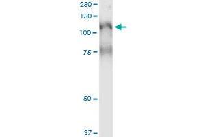 Immunoprecipitation of PLCL2 transfected lysate using anti-PLCL2 monoclonal antibody and Protein A Magnetic Bead , and immunoblotted with PLCL2 monoclonal antibody. (PLCL2 antibody  (AA 121-210))