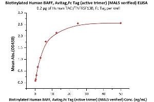 ELISA image for Tumor Necrosis Factor (Ligand) Superfamily, Member 13b (TNFSF13B) (AA 134-285) (Active) protein (AVI tag,Fc Tag,Biotin) (ABIN3137675)
