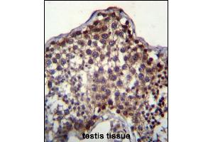 PQLC2 Antibody (C-term) (ABIN657031 and ABIN2846205) immunohistochemistry analysis in formalin fixed and paraffin embedded human testis tissue followed by peroxidase conjugation of the secondary antibody and DAB staining. (PQLC2 antibody  (C-Term))