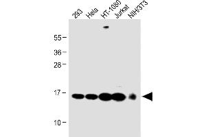 Western Blotting (WB) image for anti-Ring-Box 1, E3 Ubiquitin Protein Ligase (RBX1) (AA 74-108), (C-Term) antibody (ABIN1944784)