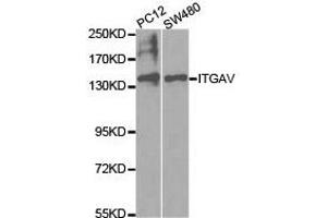 Western Blotting (WB) image for anti-Integrin alpha V (ITGAV) antibody (ABIN1873308) (CD51 antibody)