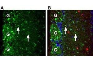 Expression of Prokineticin receptor 1 in mouse brain - Immunohistochemical staining of mouse olfactory bulb brain sections using Anti-Prokineticin Receptor 1 (extracellular) Antibody (ABIN7043560 and ABIN7045110), (1:100). (Prokineticin Receptor 1 antibody  (Extracellular, N-Term))