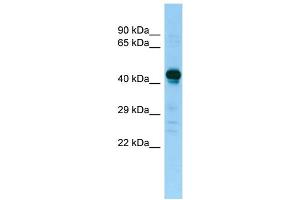 Host: Rabbit Target Name: NAGA Sample Type: Placenta lysates Antibody Dilution: 1. (NAGA antibody  (Middle Region))