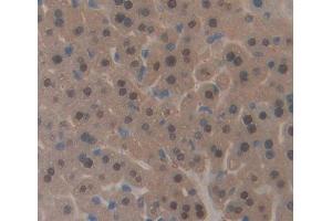 #VALUE! (CDKN1B antibody  (AA 2-197))