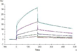 Human NKp30, hFc Tag captured on CM5 Chip via Protein A can bind Human B7-H6, His Tag with an affinity constant of 23. (B7-H6 Protein (AA 25-262) (His tag))