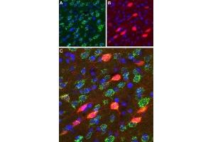 Expression of DRD3 in rat striatum  - Immunohistochemical staining of perfusion-fixed frozen rat brain sections using Anti-D3 Dopamine Receptor (extracellular) Antibody (ABIN7043109, ABIN7044231 and ABIN7044232), (1:100). (DRD3 antibody  (Extracellular, N-Term))