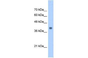 ALDOA antibody used at 0. (ALDOA antibody  (N-Term))