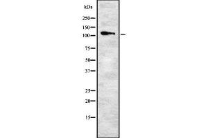 Western blot analysis ITGA9 using K562 whole cell lysates