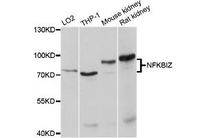 Western blot analysis of extracts of various cell lines, using NFKBIZ antibody (ABIN4904529) at 1:1000 dilution. (NFKBIZ antibody)