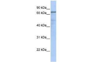 WB Suggested Anti-GMPS Antibody Titration:  0. (GMP Synthase antibody  (Middle Region))