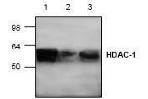 Image no. 1 for anti-Histone Deacetylase 1 (HDAC1) (C-Term) antibody (ABIN127232) (HDAC1 antibody  (C-Term))