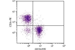 BALB/c mouse splenocytes were stained with Rat Anti-Mouse CD3ε-PE. (CD3 epsilon antibody  (PE))