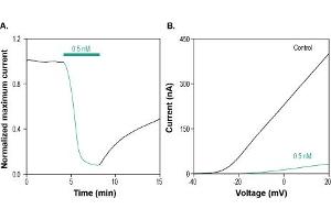 δ-Dendrotoxin blocks KV1.