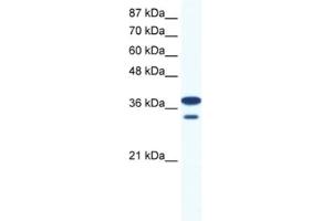 Western Blotting (WB) image for anti-LIM Homeobox 3 (LHX3) antibody (ABIN2460467) (LHX3 antibody)