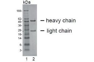 SDS-PAGE analysis of purified HT-12D8 monoclonal antibody. (CEACAM20 antibody)
