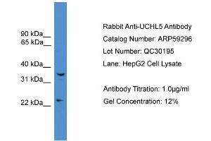 WB Suggested Anti-UCHL5  Antibody Titration: 0. (UCHL5 antibody  (Middle Region))