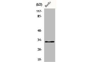 Western Blot analysis of HuvEc cells using COX6c Polyclonal Antibody (COX6C antibody  (Internal Region))