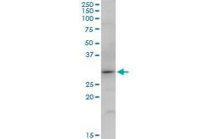 SNX12 MaxPab polyclonal antibody. (SNX12 antibody  (AA 1-172))