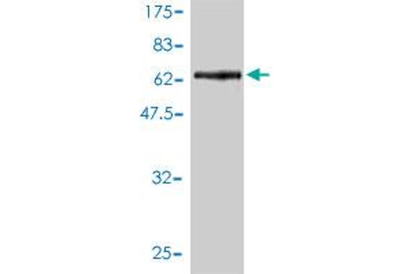 OBFC1 antibody  (AA 1-368)