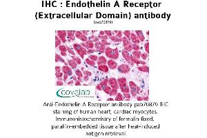 Image no. 1 for anti-Endothelin Receptor Type A (EDNRA) (2nd Extracellular Domain) antibody (ABIN1734026) (Endothelin-1 Receptor antibody  (2nd Extracellular Domain))