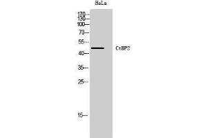 Western Blotting (WB) image for anti-C-terminal Binding Protein 2 (CTBP2) (C-Term) antibody (ABIN3184121) (CTBP2 antibody  (C-Term))