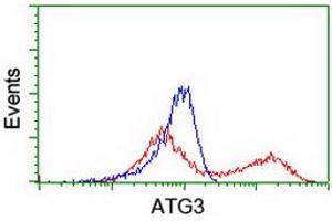 Image no. 5 for anti-ATG3 Autophagy Related 3 (ATG3) antibody (ABIN1496760) (ATG3 antibody)