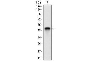Western blot analysis using ANPEP mAb against human ANPEP (AA: Extra(781-967)) recombinant protein. (CD13 antibody  (AA 781-967))