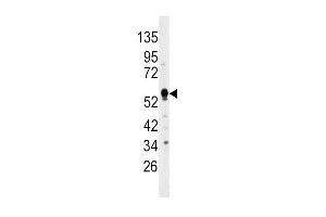 Western blot analysis of anti-DUSP4 Antibody (C-term) (ABIN392861 and ABIN2842278) in HepG2 cell line lysates (35 μg/lane). (DUSP4 antibody  (C-Term))