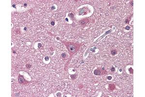 Anti-PPAT antibody IHC staining of human brain, cortex. (PPAT antibody  (AA 42-278))