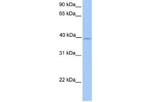 ZFP92 antibody used at 0. (ZNF92 antibody  (Middle Region))