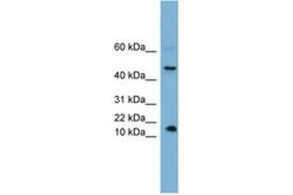 INSL5 antibody  (AA 35-84)