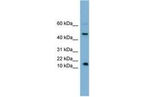 Image no. 1 for anti-Insulin-Like 5 (INSL5) (AA 35-84) antibody (ABIN6743617) (INSL5 antibody  (AA 35-84))