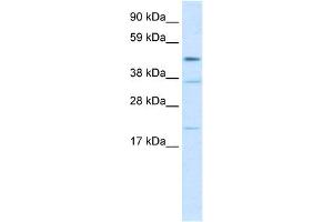 WB Suggested Anti-TEAD1 Antibody Titration:  2. (TEAD1 antibody  (N-Term))