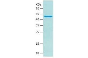 WNT1 Protein (AA 28-370) (His-IF2DI Tag)