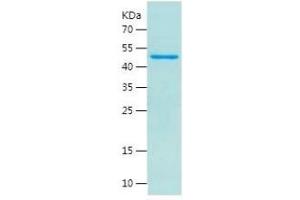 WNT1 Protein (AA 28-370) (His-IF2DI Tag)