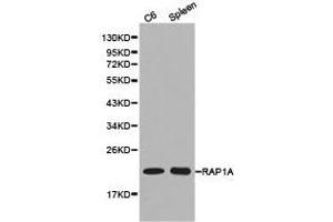 Western Blotting (WB) image for anti-RAP1A, Member of RAS Oncogene Family (RAP1A) antibody (ABIN1874547) (RAP1A antibody)