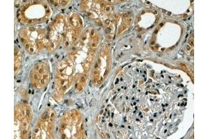 ABIN185553 (4µg/ml) staining of paraffin embedded Human Kidney. (TRIM5 antibody  (Internal Region))