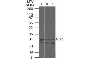 Image no. 1 for anti-Lymphocyte Antigen 96 (LY96) antibody (ABIN207711)