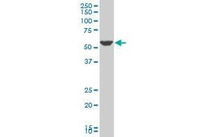PTGIS antibody  (AA 391-500)